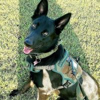 Santis Pet Clinic ico