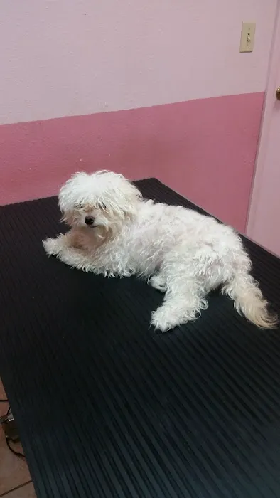 Santis Pet Clinic Picture 10