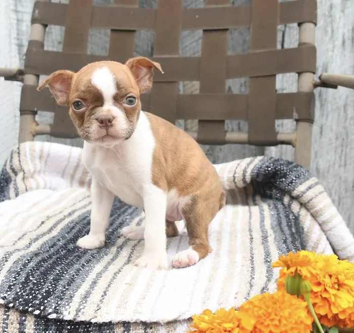 Sunshine Boston Terrier Puppies Picture 1