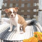 Sunshine Boston Terrier Puppies