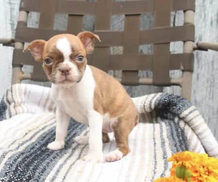 Sunshine Boston Terrier Puppies
