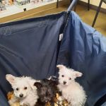 Animal Hospital of Laveen