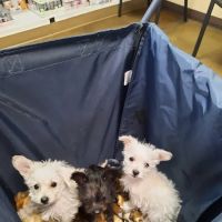 Animal Hospital of Laveen ico