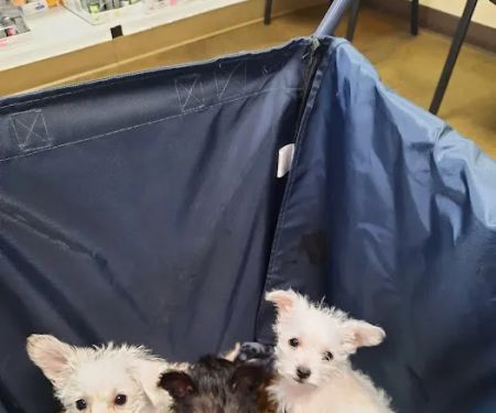 Animal Hospital of Laveen