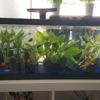 Birdman Pet Shop ico