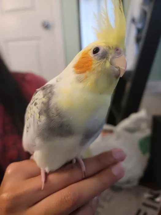 Birdman Pet Shop Picture 5