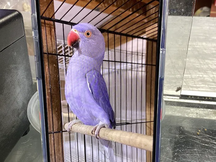 Birdman Pet Shop Picture 7