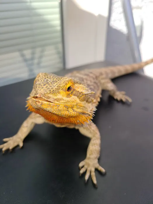 Birdman Pet Shop Picture 8