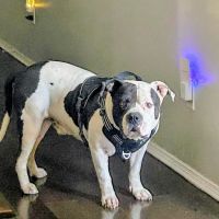 Dobbins Village Veterinary Hospital ico