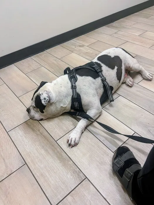 Dobbins Village Veterinary Hospital Picture 5