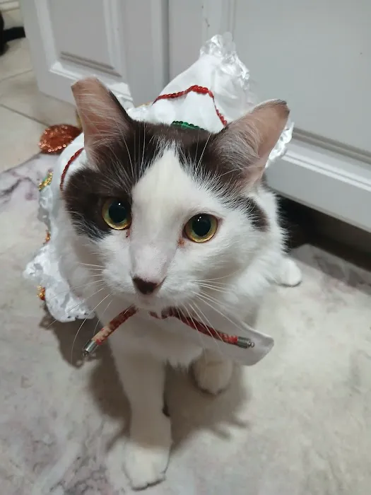 The Mexican Pet Shop Picture 1