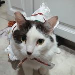 The Mexican Pet Shop