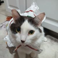 The Mexican Pet Shop ico