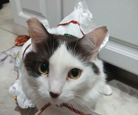 The Mexican Pet Shop