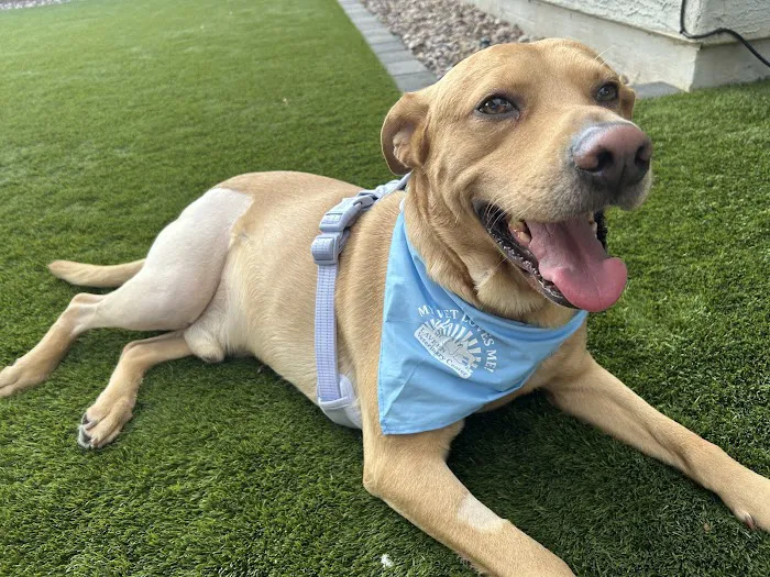 Laveen Veterinary Center Picture 2