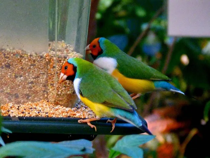 Jurado's Pet Shop Picture 6