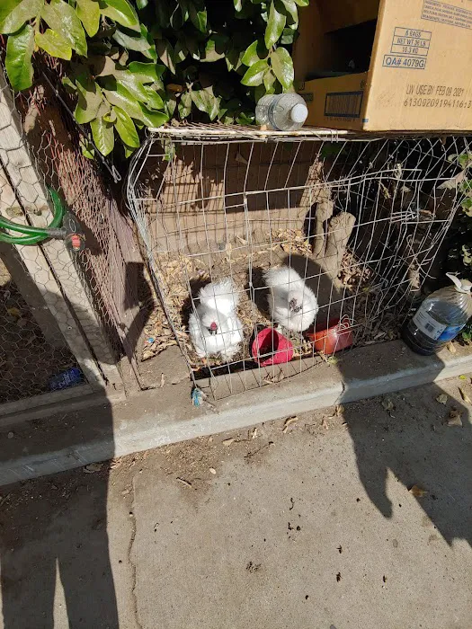 Jurado's Pet Shop Picture 8