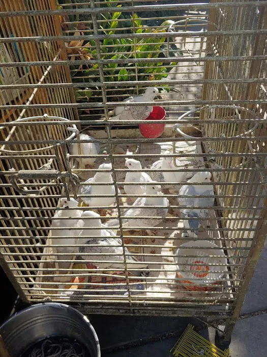 Jurado's Pet Shop Picture 9