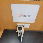 Banfield Pet Hospital