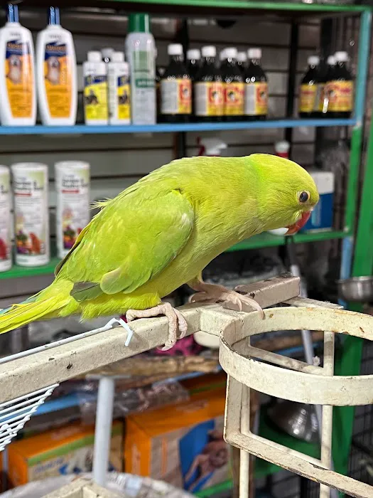 Las Dos Arelis Pet Shop & Exotic Birds Picture 3