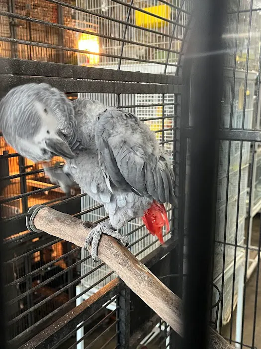 Las Dos Arelis Pet Shop & Exotic Birds Picture 4