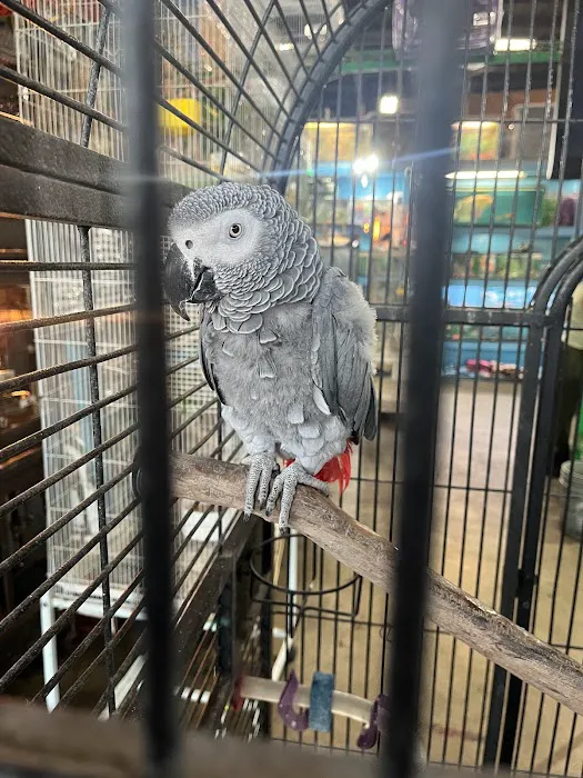 Las Dos Arelis Pet Shop & Exotic Birds Picture 6