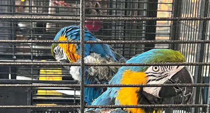 Las Dos Arelis Pet Shop & Exotic Birds Picture 8