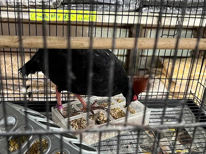 Las Dos Arelis Pet Shop & Exotic Birds Picture 9