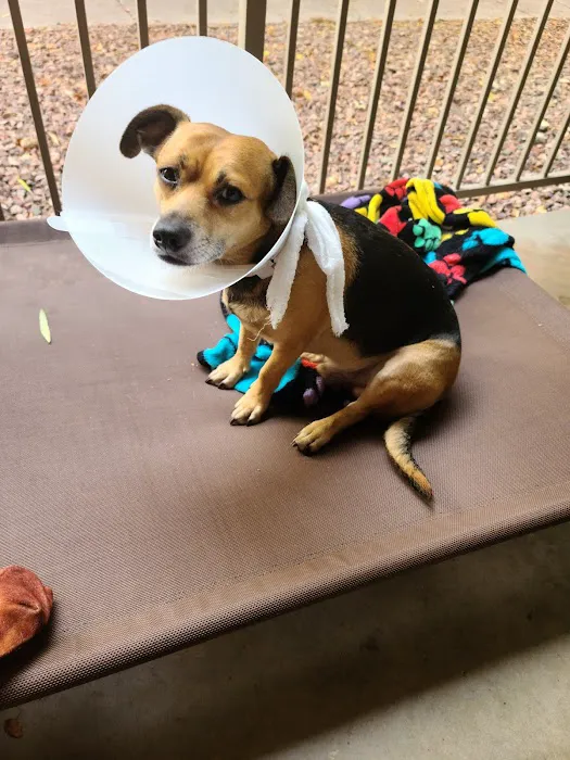 Harmony Veterinary Hospital Picture 6