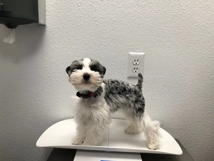 Harmony Veterinary Hospital Picture 7