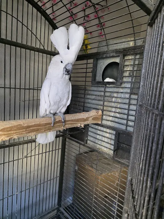 Pet shop Los angelitos Picture 3