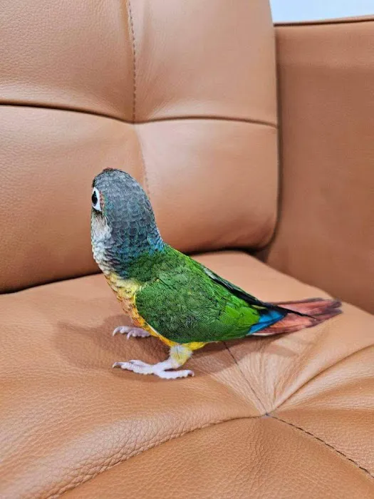 Pet shop Los angelitos Picture 8