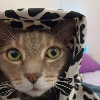 BluePearl Pet Hospital ico
