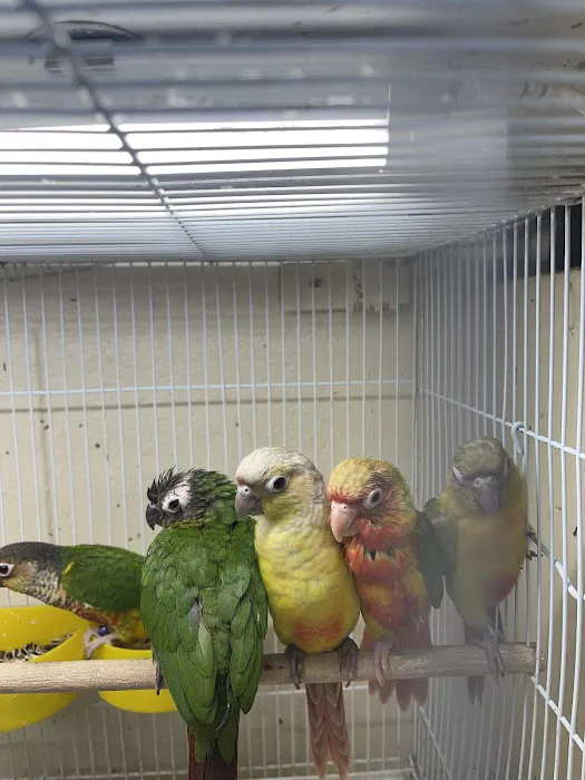 Quetzal Bird Shop Picture 1