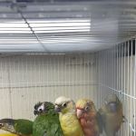 Quetzal Bird Shop