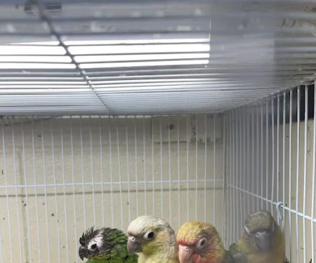 Quetzal Bird Shop