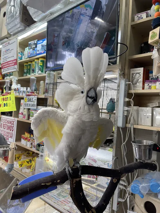 Quetzal Bird Shop Picture 3
