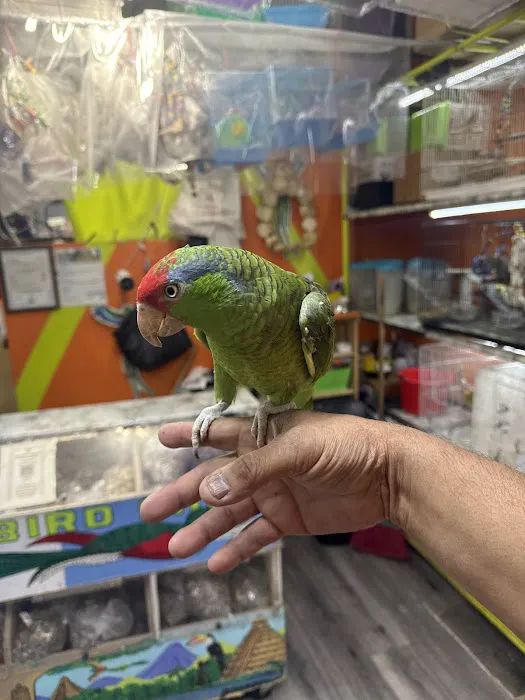 Quetzal Bird Shop Picture 2
