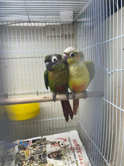 Quetzal Bird Shop Picture 8