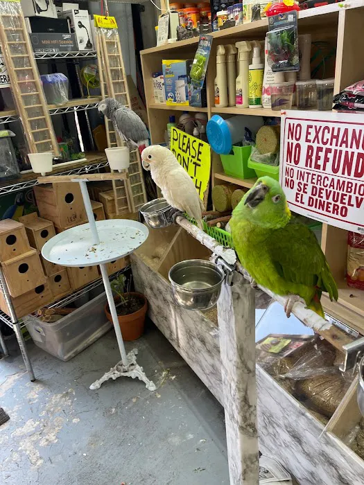 Quetzal Bird Shop Picture 10