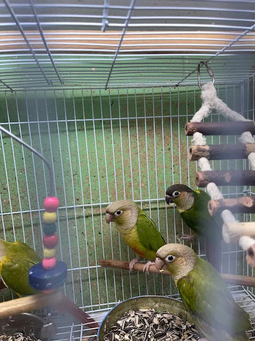 Quetzal Bird Shop Picture 7