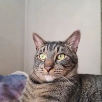 Blue Cross Veterinary Clinic ico