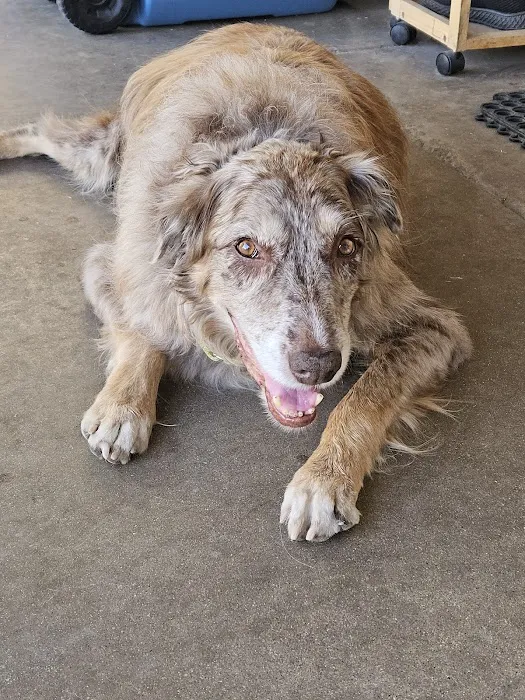 Blue Cross Veterinary Clinic Picture 10