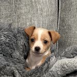 Desert View Animal Hospital