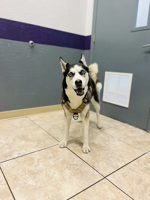Desert View Animal Hospital Picture 6