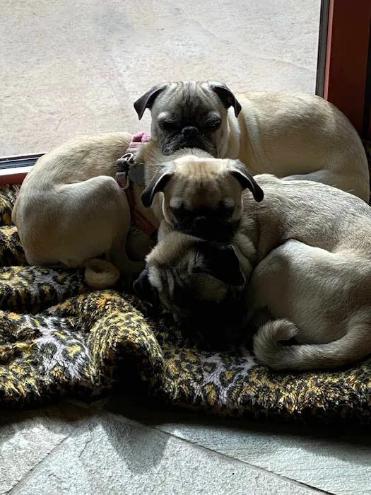 Desert View Animal Hospital Picture 5