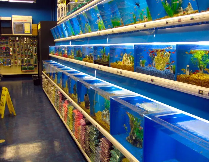 Koran Tropical Fish Picture 1