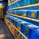 Koran Tropical Fish