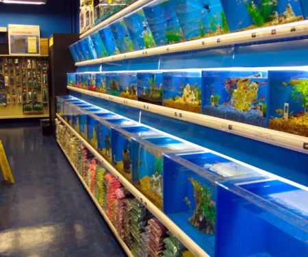Koran Tropical Fish