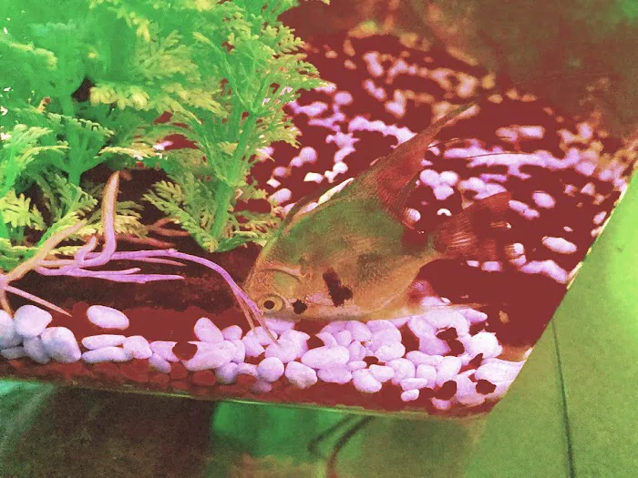 Koran Tropical Fish Picture 4